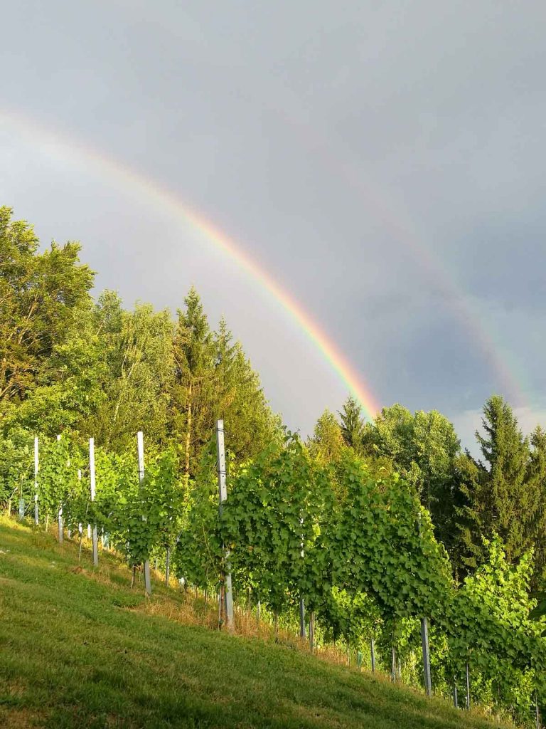 Regenbogen über dem Weinberg, Weingut Steiner